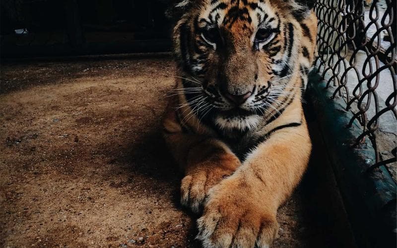 نيسان باترول 2023 بلاتينيوم 2